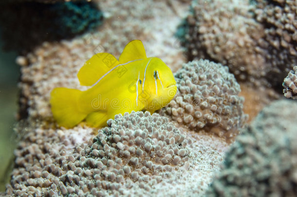香橼珊瑚虾虎鱼