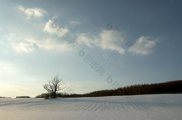 冬季雪景树木