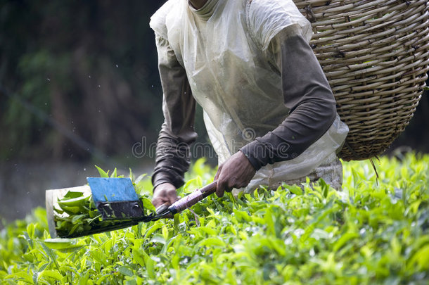 采茶工人