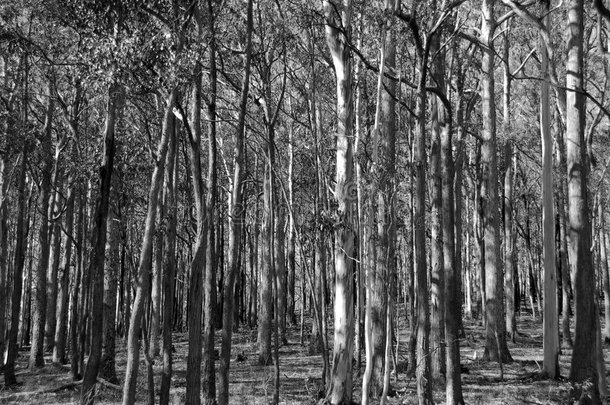 黑白森林。