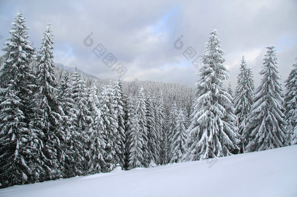 积雪覆盖着圣诞森林。白雪云杉