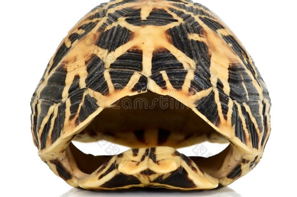 海龟壳的前部