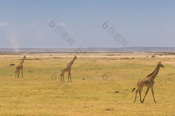 肯尼亚<strong>安博塞利</strong>国家公园的长颈鹿