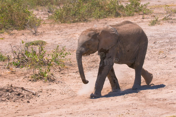 小象，安博塞利国家公园，肯尼亚