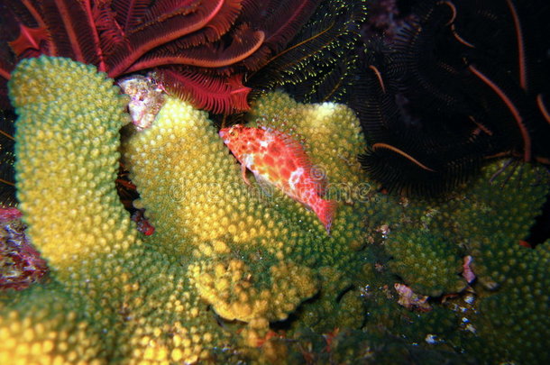 水下<strong>珊瑚</strong>礁