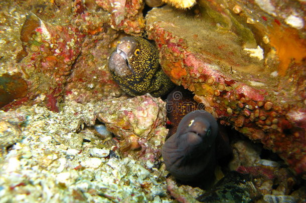 珊瑚礁上的海洋生物