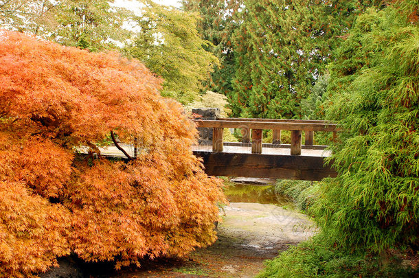秋季植物园桥