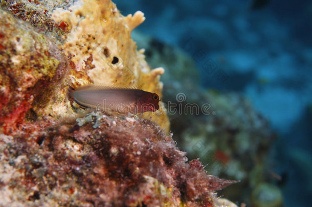<strong>红唇</strong>斑驳鱼（ophioblennius macclurei）