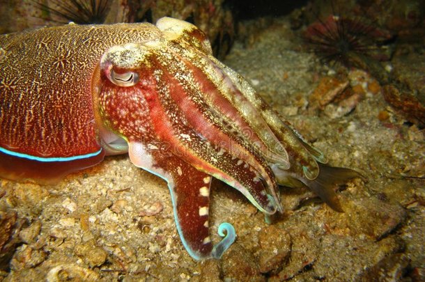 热带海洋生物特写