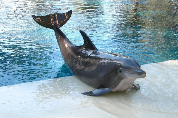海豚式