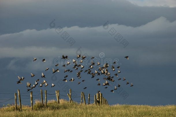 草地上从篱笆上飞过的鸟唱诗班