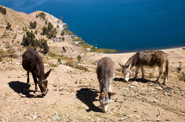 玻利维亚的喀喀湖