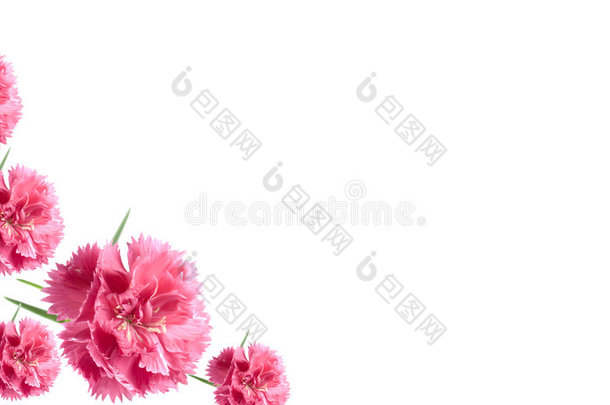 情人节卡片背景粉色康乃馨