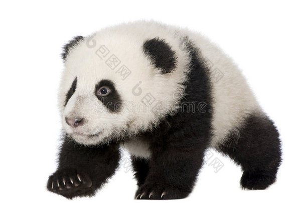 大熊猫（4个月）-大熊猫