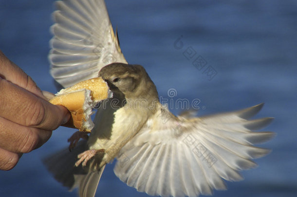 面包鸟