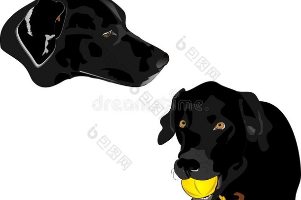 黑色拉布拉多猎犬剖面图