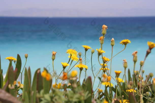 地中海花卉