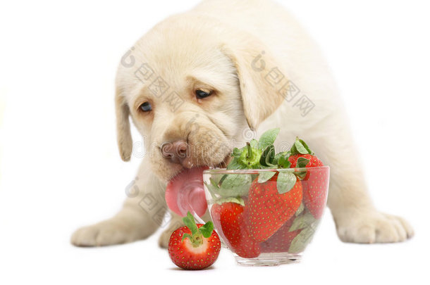 小狗舔草莓。