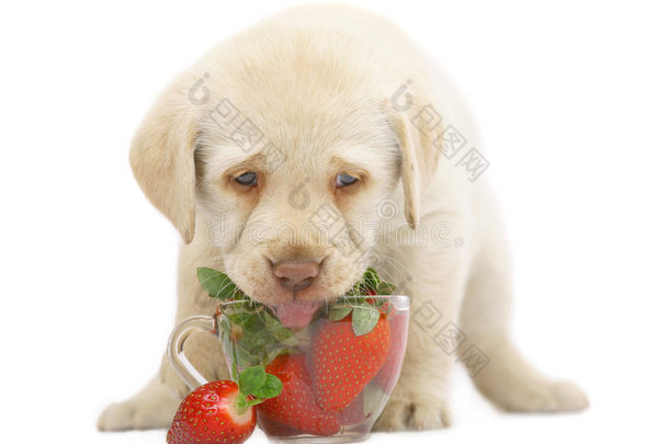 小狗舔草莓。