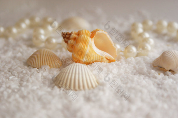 贝壳和珍珠