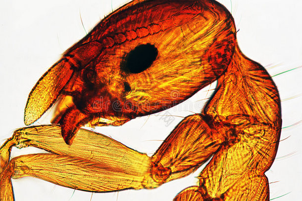 显微镜下观察蚂蚁