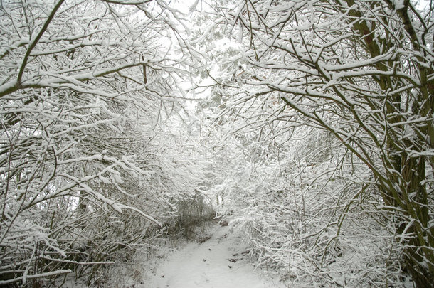 白雪覆盖的<strong>林间小路</strong>