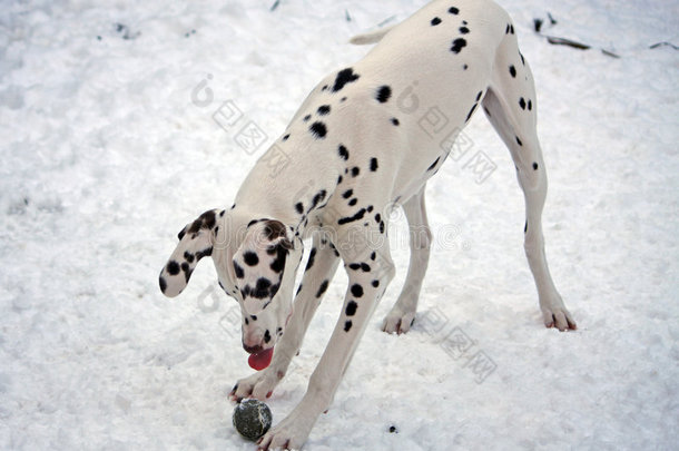 小狗在雪地里玩耍