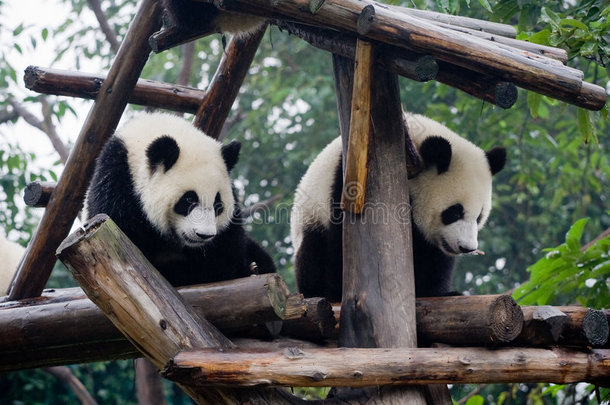 中国的熊猫