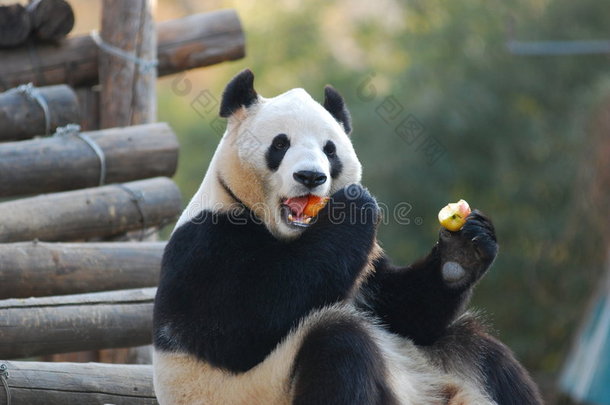 <strong>大熊猫</strong>和动物熊大的