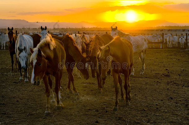 日落时的马和牛