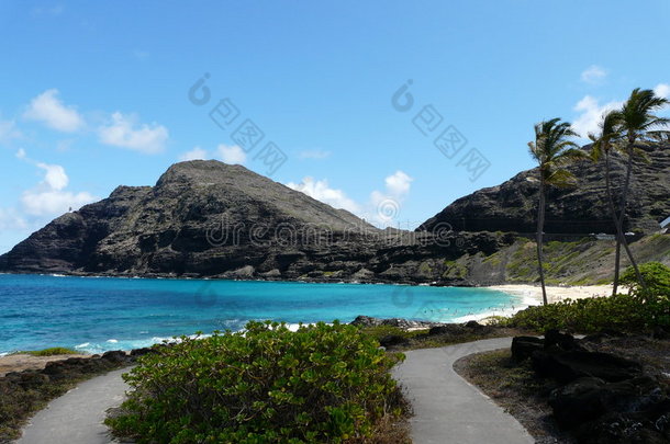 夏威夷棕榈树风景