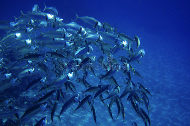 深海水下鱼群生活珊瑚礁水下背景浅滩蓝色水肺潜水员自然海洋