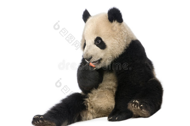 大熊猫（18个月）-大熊猫