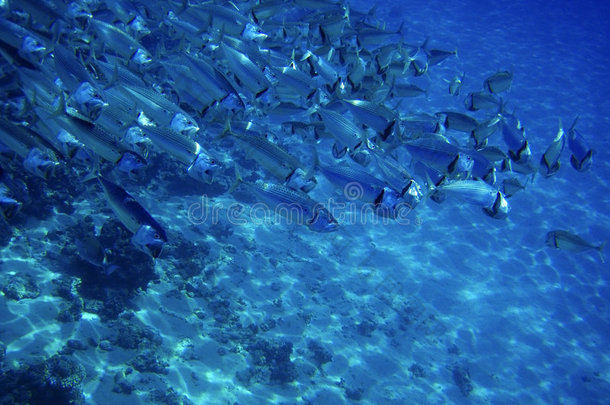 深海水下鱼群生活珊瑚礁水下背景浅滩蓝色水肺潜水员自然海洋