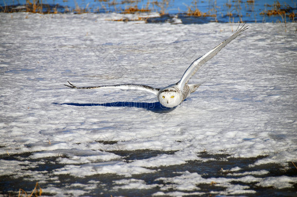 在<strong>雪地</strong>上滑翔的<strong>雪地</strong>猫头鹰