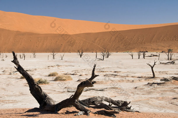沙漠中死去的相思树
