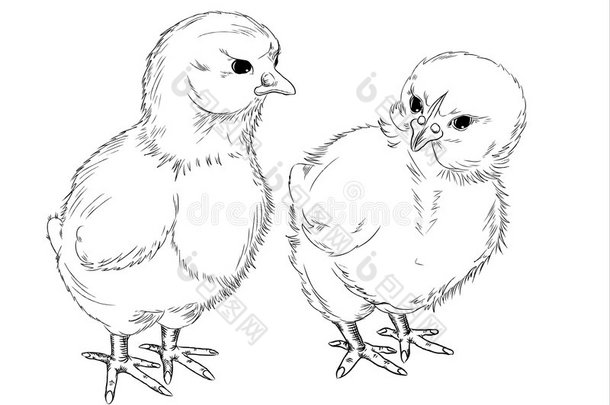 鸡。写意画。