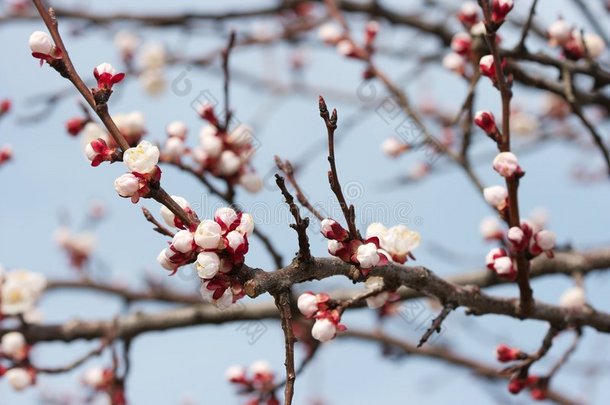 芽