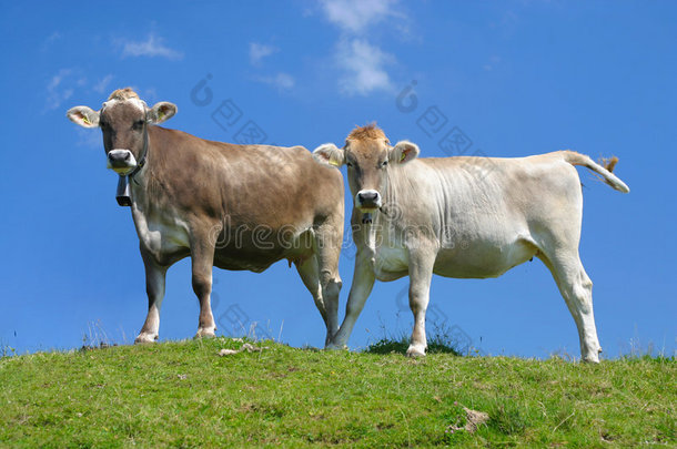 蓝天下的两头母牛