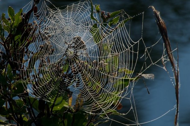 早上的蜘蛛网