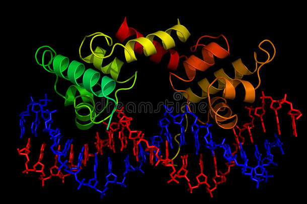 <strong>蛋白质</strong>和dna分子<strong>结构</strong>