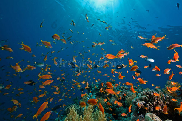 珊瑚、海洋和鱼类