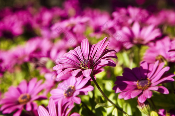 阳光下的紫色花朵