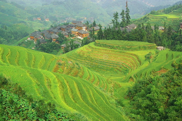 中国山区的绿色梯田