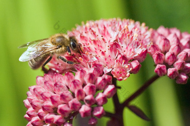 <strong>粉红花</strong>朵上的蜜蜂