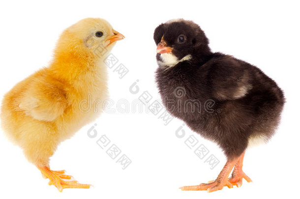 两只不同颜色的小鸡