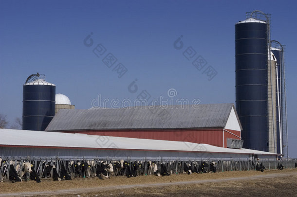现代威斯康星州奶牛场和奶牛