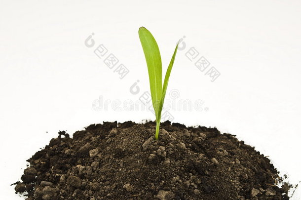 玉米在土壤中发芽