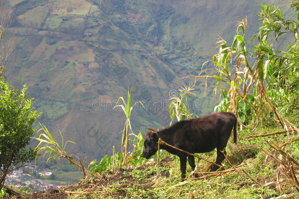 厄瓜多尔巴诺斯的奶牛放牧
