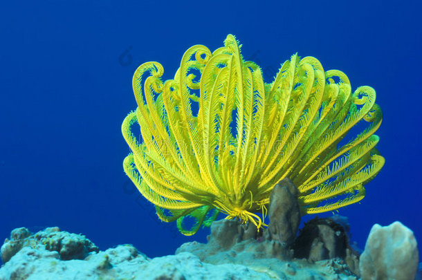 海洋生物-黄海百合